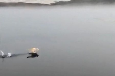 “Mèo kung-fu” chạy trên mặt nước gây bão mạng Trung Quốc