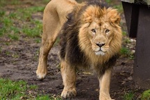 Sư tử sổng chuồng giết chết thực tập sinh ở Mỹ