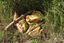 Nhiều xác lợn chết bị vứt tại khu bảo tồn thiên nhiên