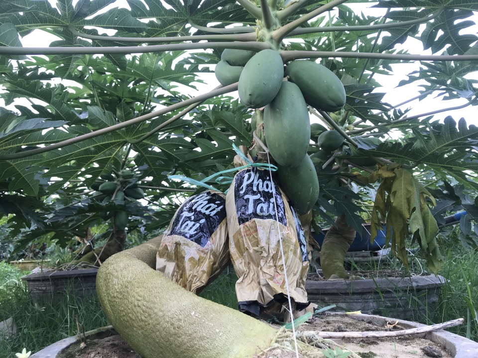Đu đủ in chữ thư pháp cháy hàng dịp Tết - 1 Đu đủ in chữ thư pháp cháy hàng dịp Tết - 1