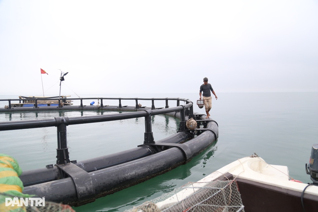 Cá lồng trên biển chết bất thường và hiện tượng váng đen lạ - 3