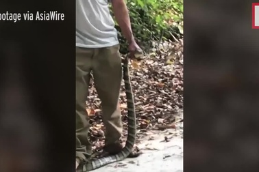 Du khách Trung Quốc bị rắn cắn chết tại chỗ khi mải tạo dáng chụp ảnh