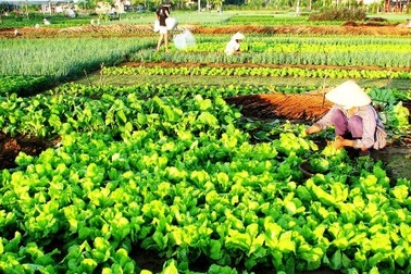 Hội An công bố nhiều sự kiện du lịch trong năm 2016