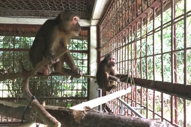 Một gia đình trao hai cá thể khỉ quý hiếm cho Vườn quốc gia Pù Mát