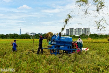 Công nhân thất nghiệp nhiều tháng nay ở Sài Gòn đi gặt lúa thuê