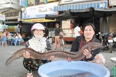 Bắt được cá chình “khủng”