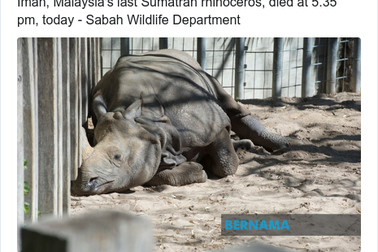 Tê giác Sumatra của Malaysia đã chính thức tuyệt chủng