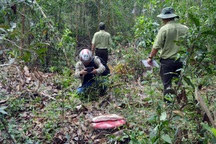 Tận thu gỗ gãy đổ sau bão, chặt cả cây... không đổ