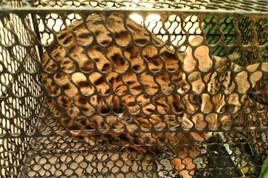 Bẫy được mèo rừng quý hiếm nghi là mèo rừng châu Phi