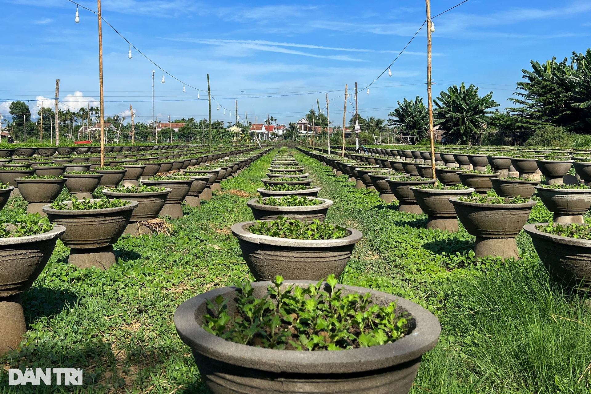 Những người gom nắng khơi màu, gọi Tết - 6 Những người gom nắng khơi màu, gọi Tết - 6