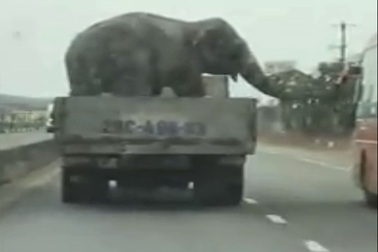 Hãi hùng nhìn xe tải chở... voi chạy băng băng trên đường