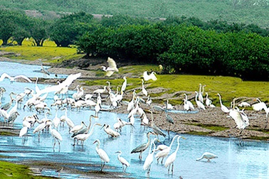 Xuân Thủy: Mùa chim di trú lại về