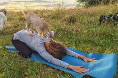 8 câu chuyện thú vị về loài vật khiến bạn mỉm cười