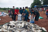 Hơn 100 tấn cá chết ở Đồng Nai