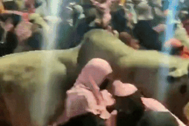 Ấn Độ: Bò lao vào đám đông tham gia lễ hội khiến 14 người bị thương