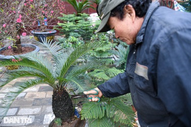 Vạn tuế bonsai giá chục triệu đồng hút khách chơi Tết ở Hà Nội