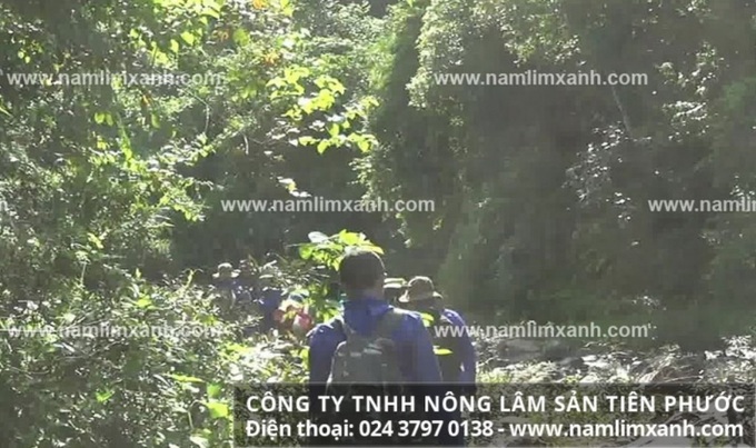 Đội thợ rừng công ty Nông lâm sản Tiên Phước vào rừng tìm nấm lim xanh.