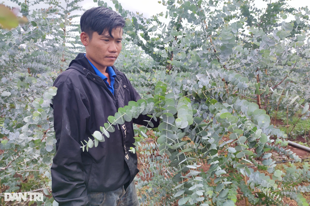 Chàng trai hái ra tiền nhờ cây đô la trồng trên vùng đất khó - 1 Chàng trai hái ra tiền nhờ cây đô la trồng trên vùng đất khó - 1