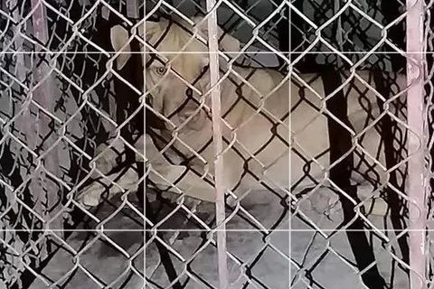 Một nữ lao công bị chó cắn trọng thương