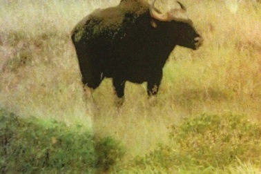 Chưa bắt được "bò lạ", sân bay Phú Bài tạm ngừng hoạt động