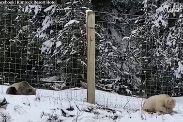 Phát hiện gấu xám trắng cực kỳ hiếm tại Canada