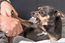 Chó cũng biết "ghen tị" như con người