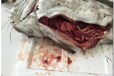 Cá chết ở miền Trung: Loại bỏ nguyên nhân do tràn dầu, động đất, sóng thần