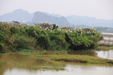 Mãn nhãn trước vườn chim hàng nghìn con bên sông Hoàng Long