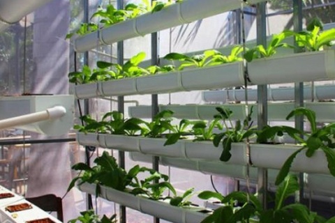 Dân thành thị bỏ ra gần chục triệu để trồng rau sạch từ xơ dừa