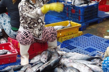 Bình Định: Trúng đậm "lộc biển", ngư dân bỏ túi cả triệu đồng mỗi đêm