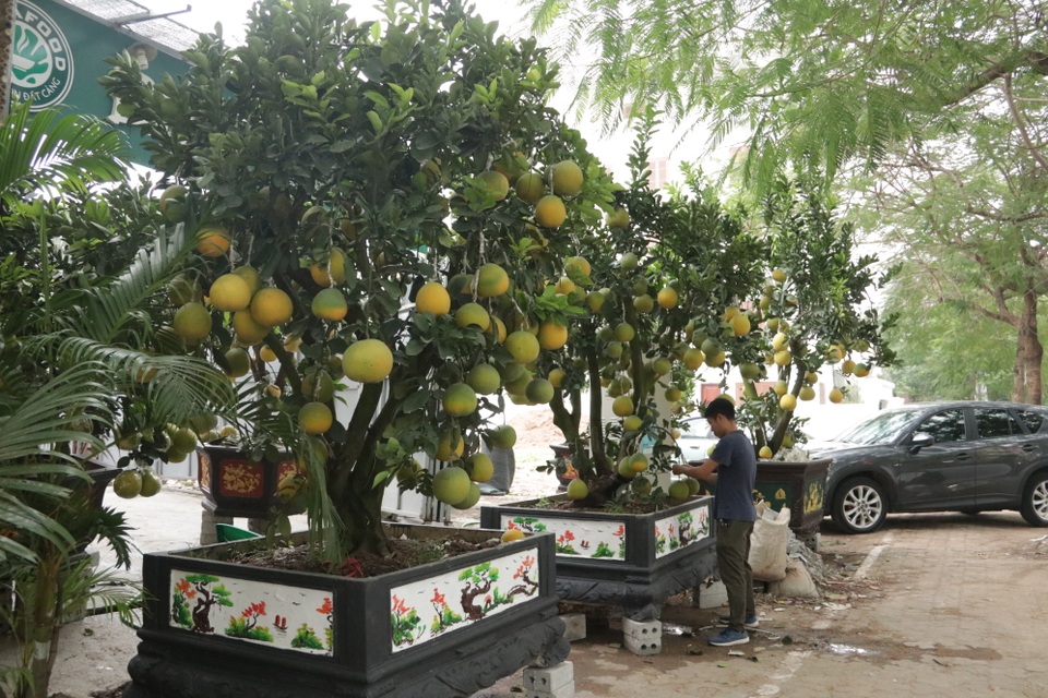 Hà Nội: Bưởi cảnh, đào khủng đua nhau xuống phố đón Tết - 2