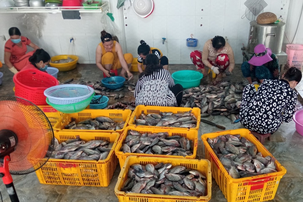 Tất bật làm gần tấn cá hỗ trợ bữa ăn cho dân về từ vùng dịch - 1 Tất bật làm gần tấn cá hỗ trợ bữa ăn cho dân về từ vùng dịch - 1