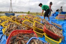 Thủy sản Việt "khốn khổ" vì thương lái Trung Quốc