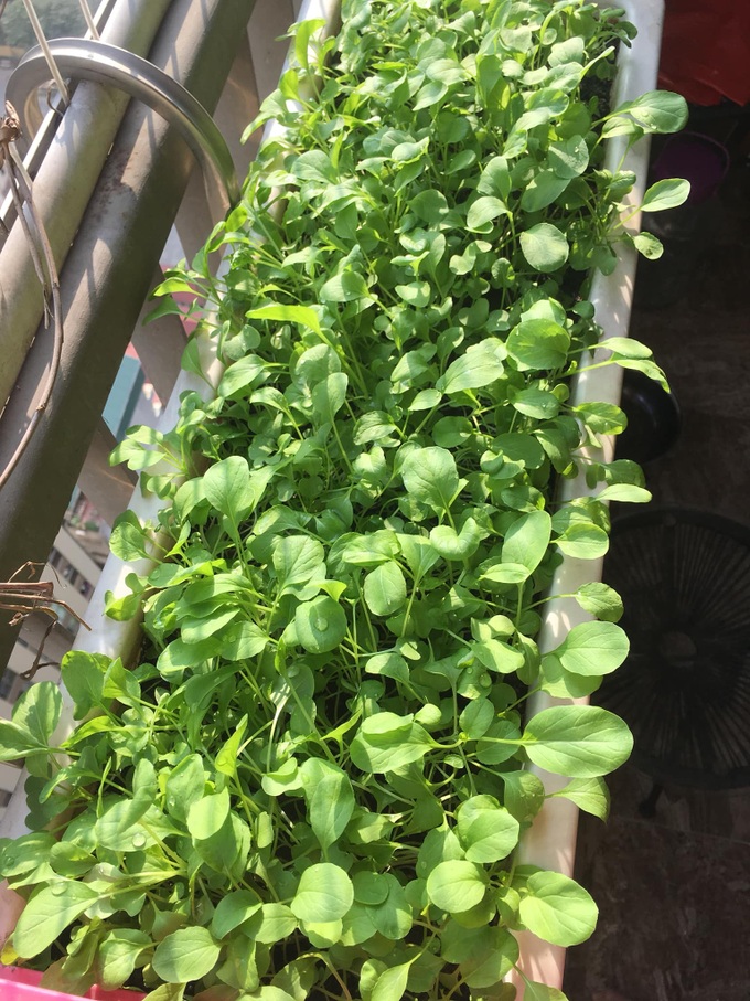 Với chi phí 2,5 triệu đồng, bà mẹ Hà Nội trồng đủ loại rau sạch cho các con thưởng thức hàng ngày - Ảnh 9. Với chi phí 2,5 triệu đồng, bà mẹ Hà Nội trồng đủ loại rau sạch cho các con thưởng thức hàng ngày - Ảnh 9.