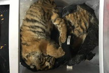 Mua 5 con hổ chết về giấu trong tủ lạnh