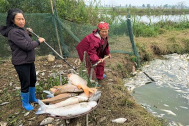 Vụ 25 tấn cá chết trong ao: Người nuôi bàng hoàng không hiểu tai họa từ đâu