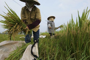Thương nhân Trung Quốc ồ ạt mua lúa gạo Việt Nam