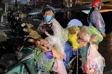 Cục Thú y nói gì về nguy cơ lây nhiễm SARS-CoV-2 từ chó sang người?