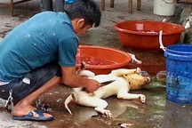 Người Trung Quốc vẫn chưa từ bỏ thói quen nguy hiểm - Ăn động vật hoang dã