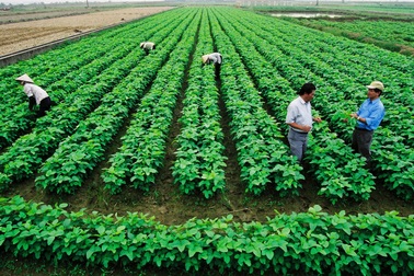 Phó Thủ tướng: Thúc đẩy tích tụ đất đai, tạo điều kiện tái cơ cấu nông nghiệp