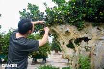 Quất ghép gỗ lũa hình đầu rồng giá hơn 100 triệu đồng ở Hà Nội