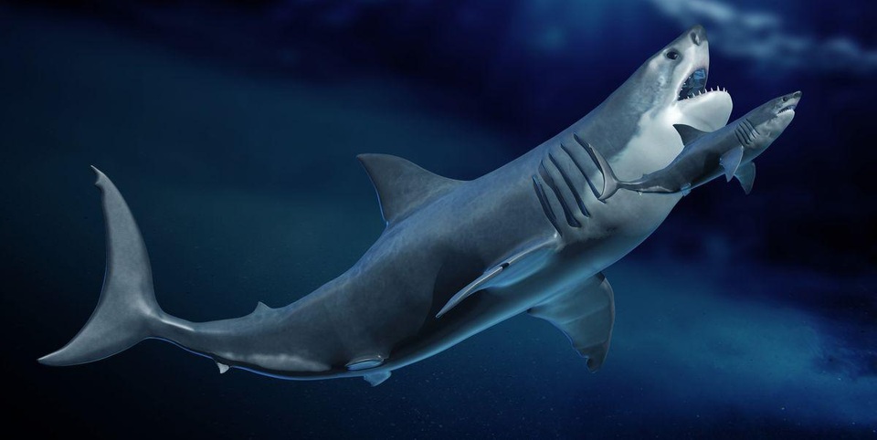 Hé lộ bí mật của siêu cá mập Megalodon - 1 Hé lộ bí mật của siêu cá mập Megalodon - 1