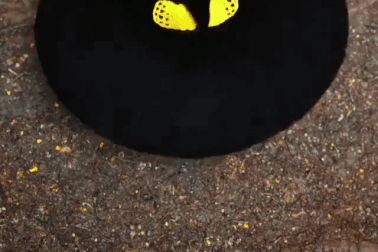 Vũ điệu tán tỉnh của chim Thiên Đường “ảo” hơn cả photoshop!