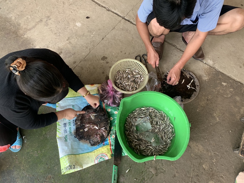 Thương lái thu bạc triệu mỗi ngày nhờ bán con cá bé bằng đầu đũa - 6 Thương lái thu bạc triệu mỗi ngày nhờ bán con cá bé bằng đầu đũa - 6