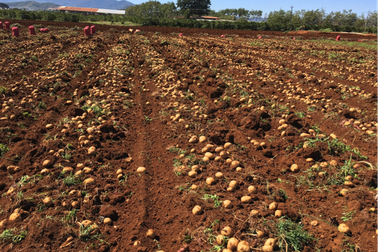 Mô hình nông nghiệp an toàn và bền vững của tương lai