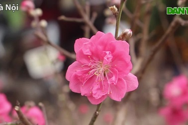 Chơi Tết sang, đại gia xuống tay 2 triệu mua trâu đen cõng hoa đào