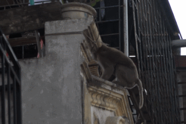 Vất vả truy bắt con khỉ hoang "đại náo" ở quận trung tâm Thủ đô