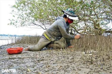 Lội sông, cào bùn nhặt sản vật trời cho ở rừng ngập mặn