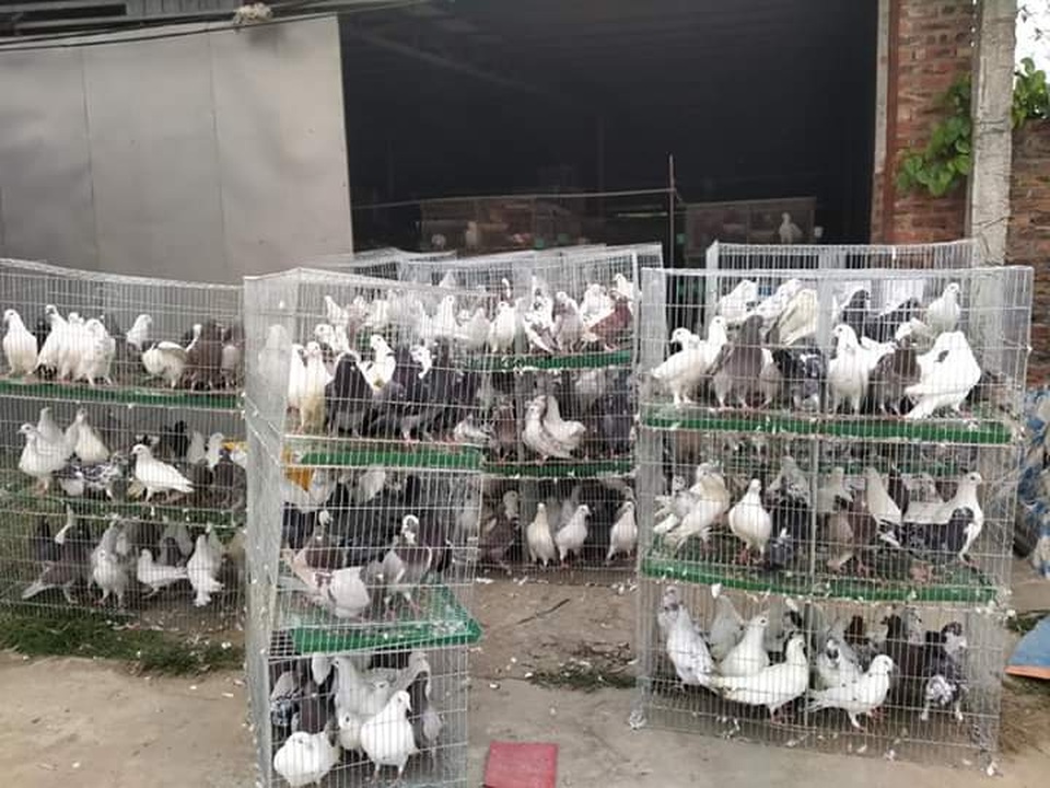 Bỏ nghề lập trình về nuôi chim bồ câu, thu 15 tỷ đồng, lãi 3 tỷ đồng/năm - 2 Bỏ nghề lập trình về nuôi chim bồ câu, thu 15 tỷ đồng, lãi 3 tỷ đồng/năm - 2