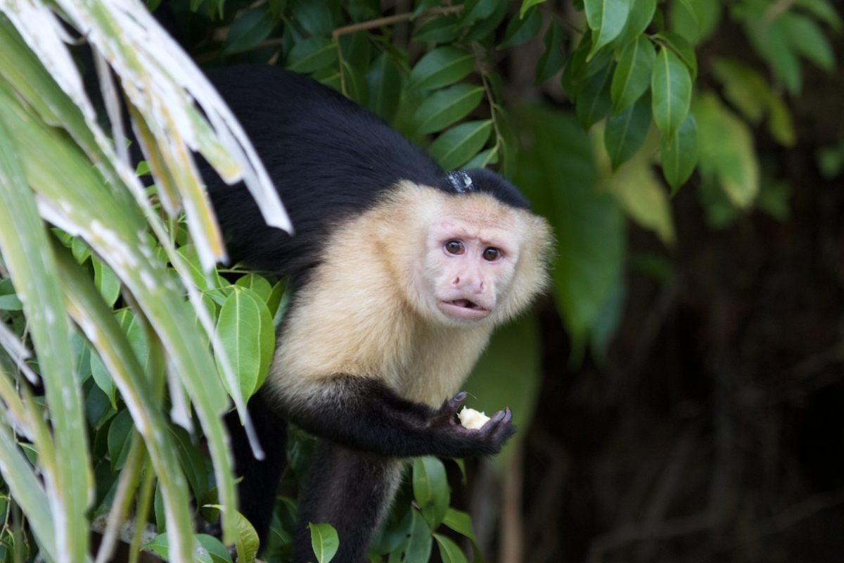 Đảo rắn độc - Địa ngục khét tiếng của các tù nhân nguy hiểm - 4